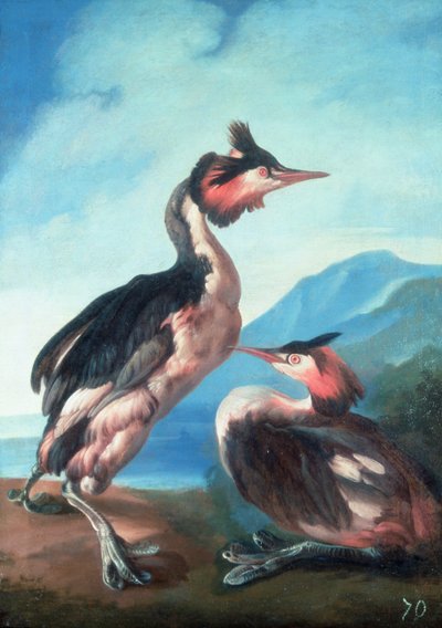 A Pair of Great Crested Grebes by a Riverbank by Faustino Durante